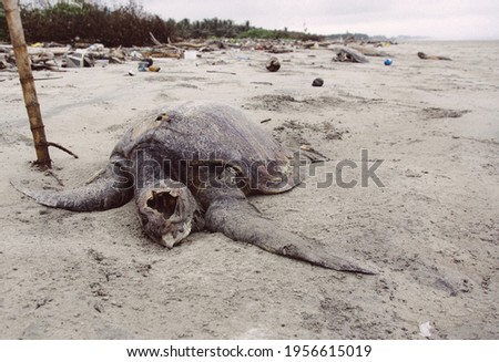 turtle graveyard on the beach