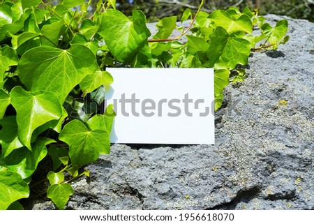 Mockup of a blank rectangular frame and fresh green ivy  on the stone