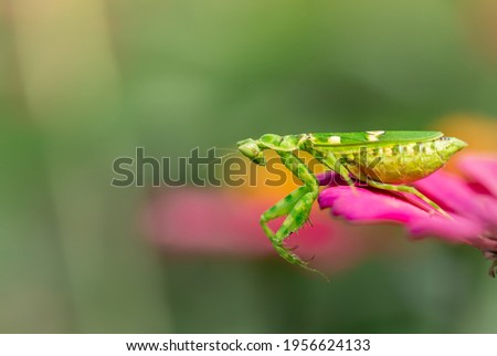 green flower praying mantis on leaf 