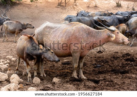 Group of Water buffalo (Thai buffalo) at countryside in Southern of Thailand. A picture of a  group buffalo in the stall
