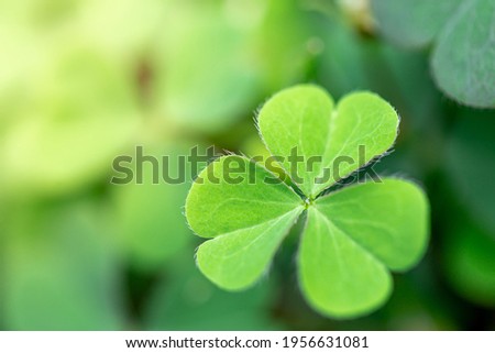 Green Clover leaf field background