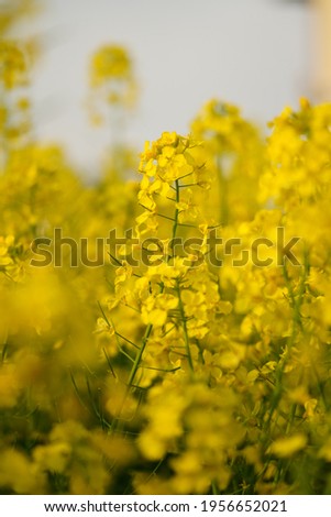 Taking pictures of rape flowers in micro distance