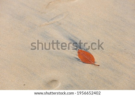 The beautiful pattern leaf on sand