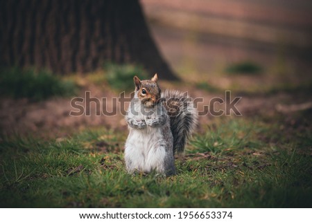 Grey English squirrel in nature