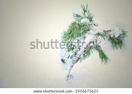 A Small Tree in the Snow.
