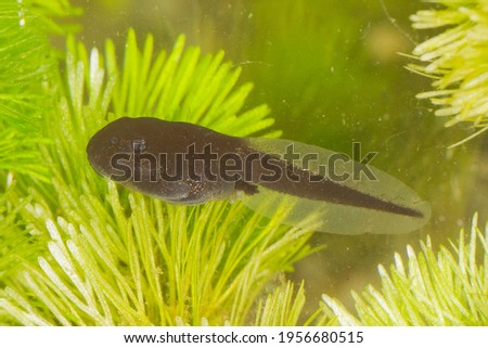 Larva of Common toad swimming under water in between apple green leaves of myriophyllum with the fingers or toes developing on the feet and with golden spots all over the dark brown body and tail basi