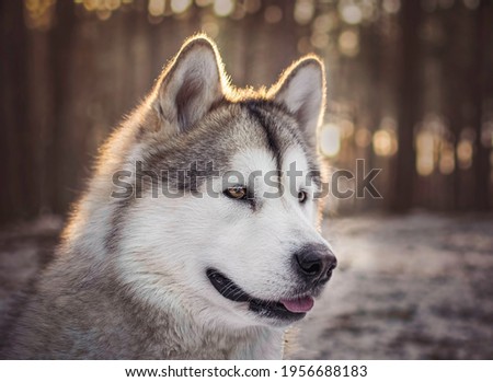 Alaskan Malamute dog in the forest illuminated by the evening sun. Snow is on the ground. Professional pet portrait photography. Selective focus on the eyes of the animal, blurred background.