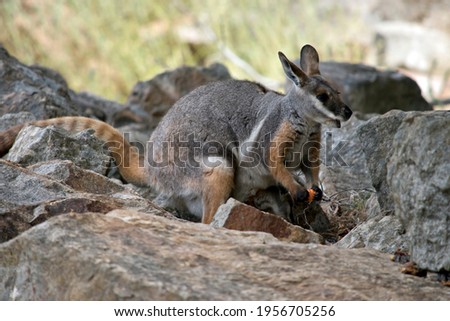 the yellow footed rock wallaby is eating a carrot