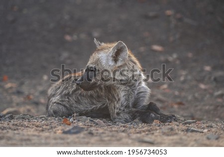 Baby hyena is waking up at sunset in National Park Kruger, South Africa.