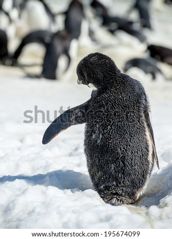 Little adelie penguin (Pygoscelis adeliae) fron the back