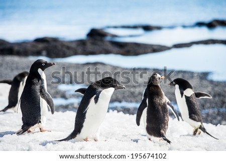 Group of the Adelie penguins (Pygoscelis adeliae) on the Antarctic coast