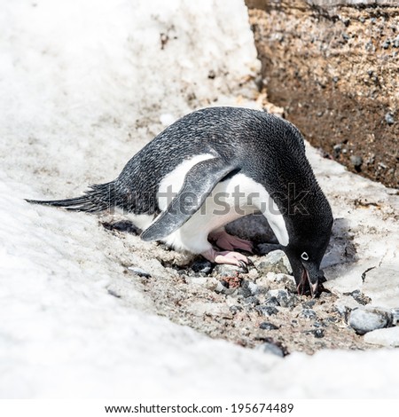 Adelie penguin (Pygoscelis adeliae) witha stone in a beak near a rock on the snow