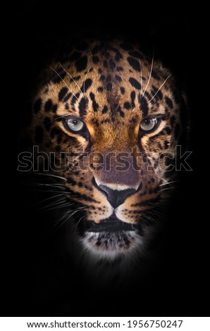 Leopard muzzle on a black background looks straight out of the darkness, close-up