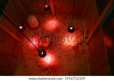 A newborn chicken is knocked out of an egg. Close up of small chicks. Hatching chick on farmyard in barn. Keeping chicks warm by poultry heat red lamps