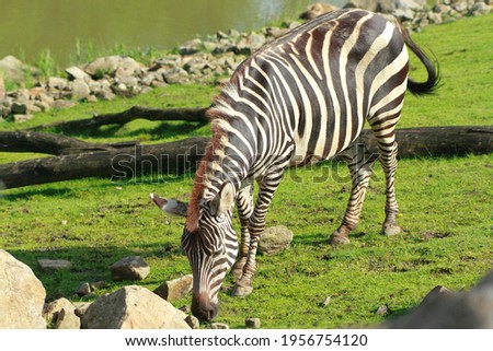 Impressive zebra in its enclosure
