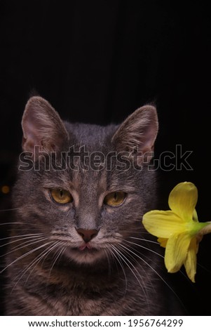 A black cat sits in the grass with yellow flowers. postcard for the international cat day. 