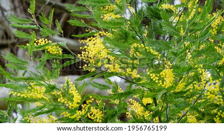 Yellow fluffy Acacia dealbata mimosa tree flowers (silver or blue wattle) in Arboretum Park Southern Cultures in Sirius (Adler). Branches of Mimosa flower symbol of the woman's day in sunny spring