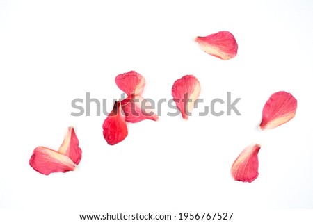 Red Hibiscus flower isolated on white background.