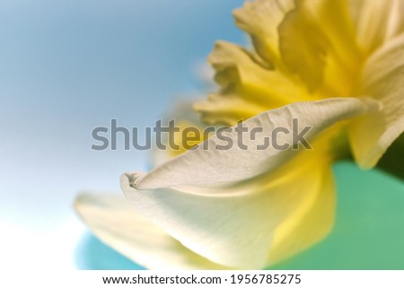 Macro petals of White and Yellow Narcissus trumpet, daffodil, Narcissus pseudonarcissus, macro detail, abstract background, soft focus.