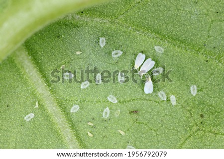 Glasshouse whitefly (Trialeurodes vaporariorum) adults and vacated pupae. It is a currently important agricultural pest. Royalty-Free Stock Photo #1956792079