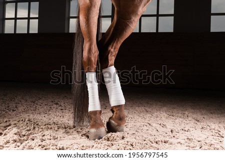 Image of the bandaged hooves of a thoroughbred horse. Competition preparation concept. Mixed media Royalty-Free Stock Photo #1956797545