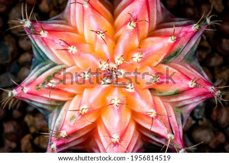 Cactus Gymnocalycium Flower Nature Close up Macro Photography