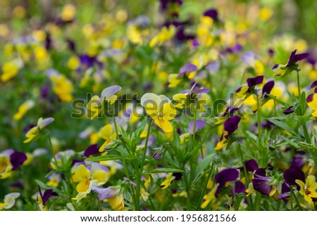 Viola wittrockiana colorful garden pansy flowers in bloom, beautiful small flowering plant, yellow purple color, green leaves