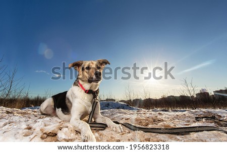 Bright portrait of a mixed breed shepherd dog in red collar, lying on snow in winter field and looking aside. Yellow sun, trees and blue sky on background.