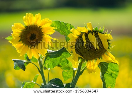 Closeup of Sunflowers in the countryside during the summer