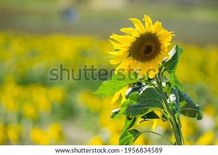 Closeup of Sunflowers in the countryside during the summer