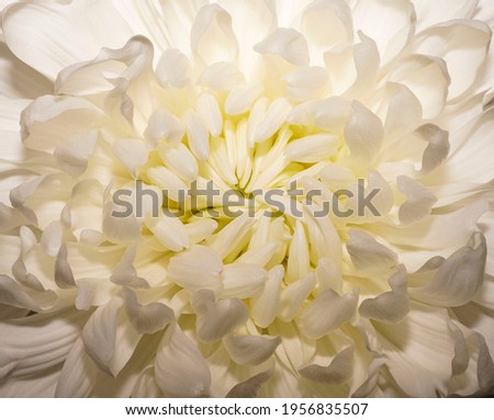  White Chrysanthemum Flower. Top view. White flower background. Happy Birthday, Mother's Day, International Women Day greeting card, Wedding Day holiday background.                  
