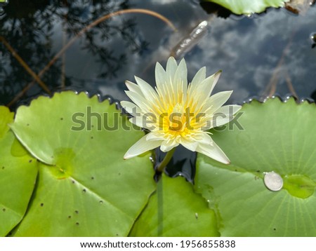 Yellow lotus in water with leaf background.