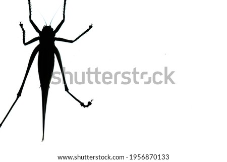 black silhouette of a grasshopper