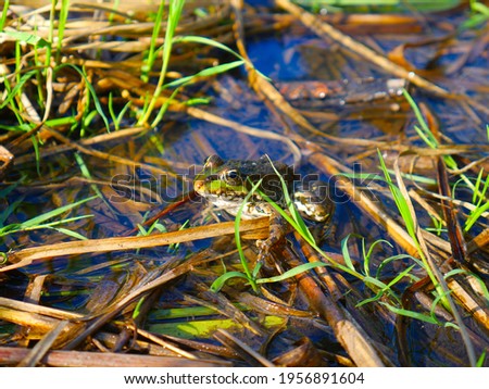 A frog in the water and grass. Closeup. Summer