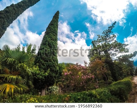 Lush vegetation with cypresses on the embankment in Gagra