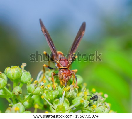Red paper wasp (polistes dorsalis) (Hymenoptera: Vespidae), close up macro picture front view showing head detail, wings up, on Hercules club blooms (Zanthoxylum clava-herculis), covered in pollen