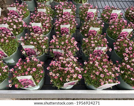 seedlings of pink Saxifrage in pots in the garden shop center, shot from an angle from above