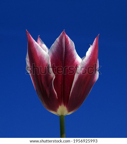 A photo of the tulips which are natural beauties. They bear many colors of nature.