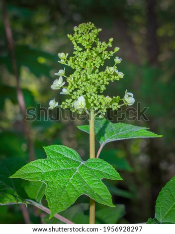 Oakleaf hydrangea (Hydrangea quercifolia) showing perfect leaf form and flower stalk with buds and white blooms, bokeh background. flowering plant in the family Hydrangeaceae; native to the southeast