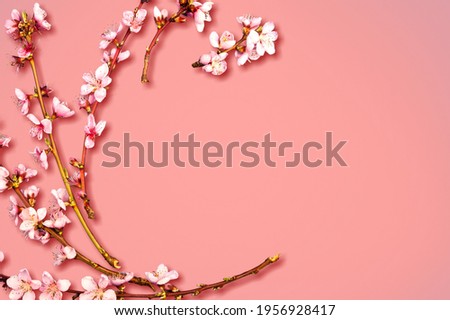Sprigs of the tree with flowers blossom on pink background