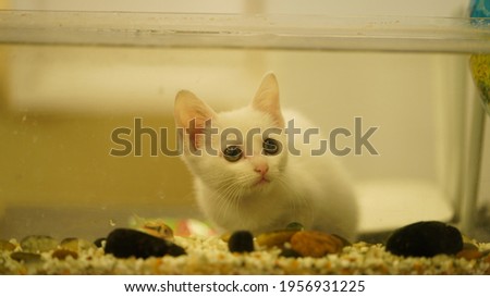 One cute little white cat playing in the room