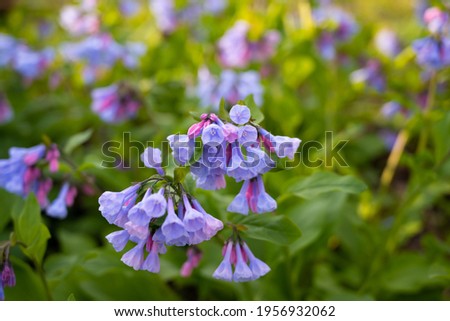 A group of Virginia Bluebells during a spring morning. 
