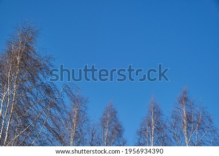 The upper branches of a birch tree without leaves against a blue cloudless sky. Birch on a background of blue sky.