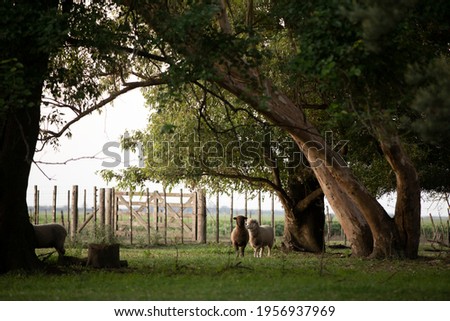 flock of sheep in green grass and trees