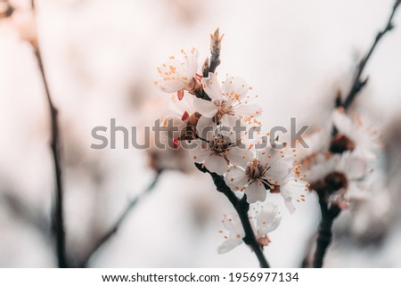 Warm photography, close-up of blooming apricots. Macro photo of spring flower