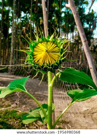 Hundreds of sunflowers bloom every day in his vast kingdom, secretly irrigating their passions. He is introverted by nature.Picture taken from a garden in the island district of Bhola.