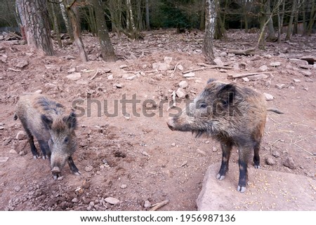 Two brown wild boars on a farm land