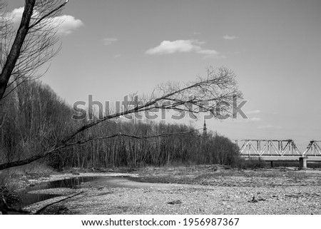 black and white picture of Birch trees line end with train bride by a river side