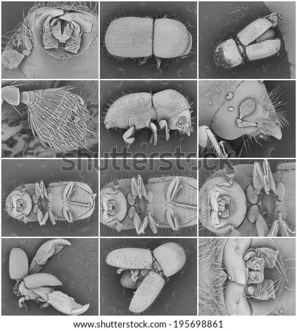 Set of electronic microscope pictures of a bark beetle