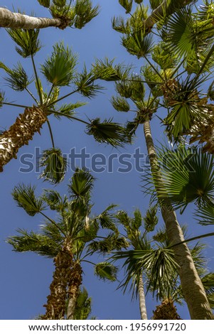 High palms and blue deep sky. Icon of travel vertical photography. Closed Thailand and Asia.